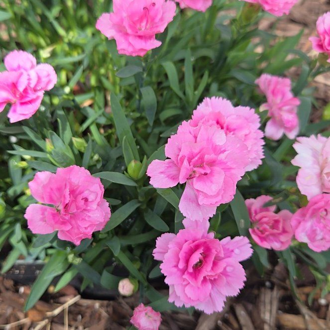 Photo of the plant species Dianthus 'Oscar Light Rose' by @MarkedHautree92 named Diana on Greg, the plant care app