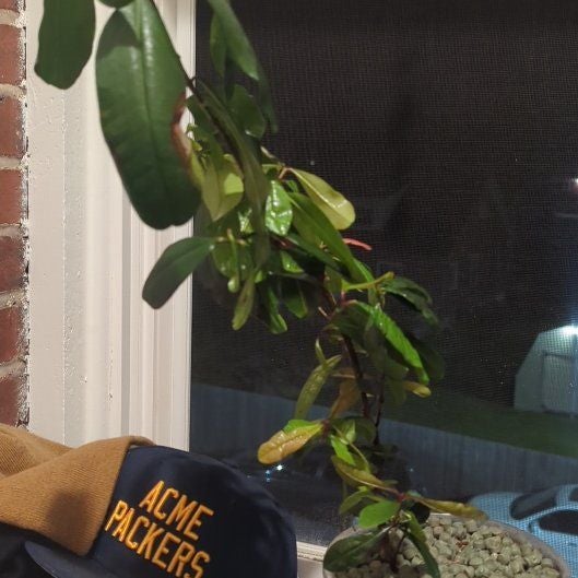 Plant care for Backhousia enata on Greg, the plant care app