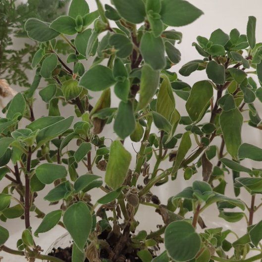 Photo of the plant species Streptocarpella 'Concord Blue' by @StarRadish85 named Oscar on Greg, the plant care app