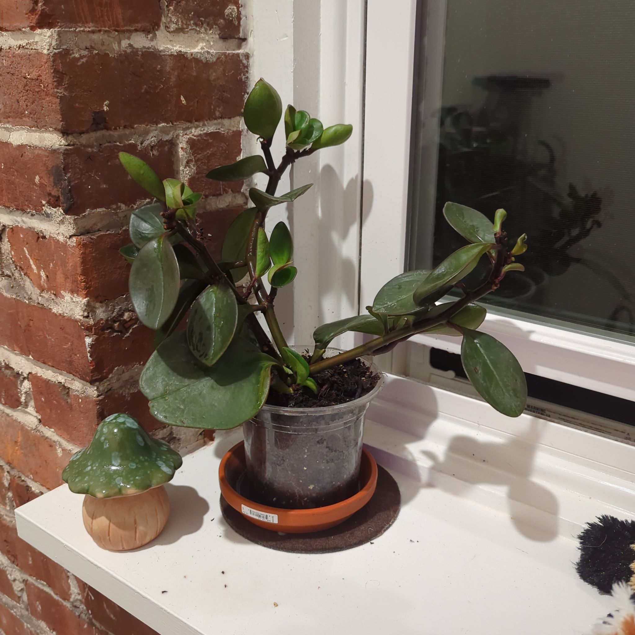 Photo of the plant species Peperomia clusiifolia 'Red Margin' by @StarRadish85 named Harry on Greg, the plant care app