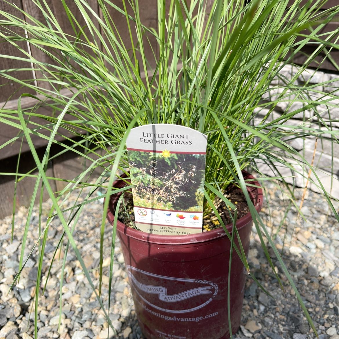 Photo of the plant species Golden Oats by @CurrentBibi89 named Leonardo on Greg, the plant care app