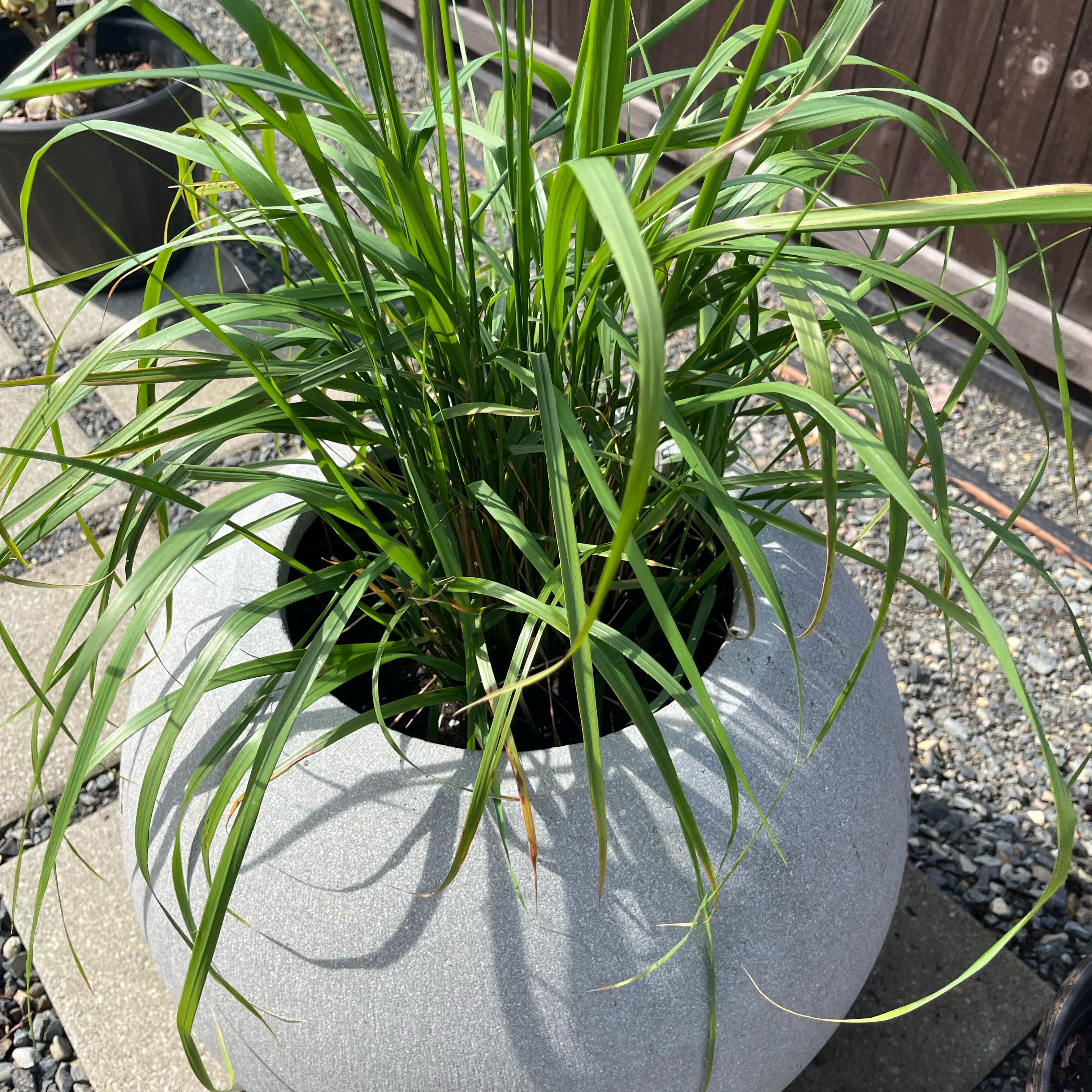 Photo of the plant species Karl forrester by @CurrentBibi89 named Doja Cat on Greg, the plant care app