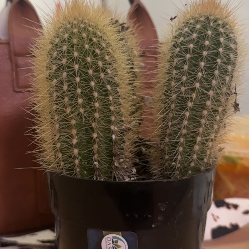 Photo of the plant species Austrocephalocereus estevesii by @IconBreadnut47 named Bruce Lee on Greg, the plant care app