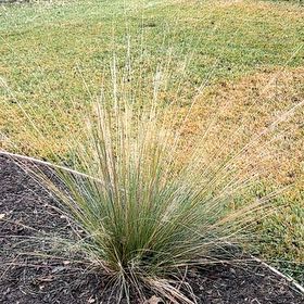 Photo of the plant species Regal Mist Muhly Grass by @WinTreeivy31 named Muhly on Greg, the plant care app