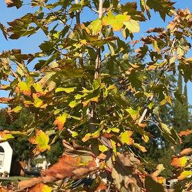 Photo of the plant species Oriental Plane Tree by @NewPansy79 named ChloroPhil on Greg, the plant care app