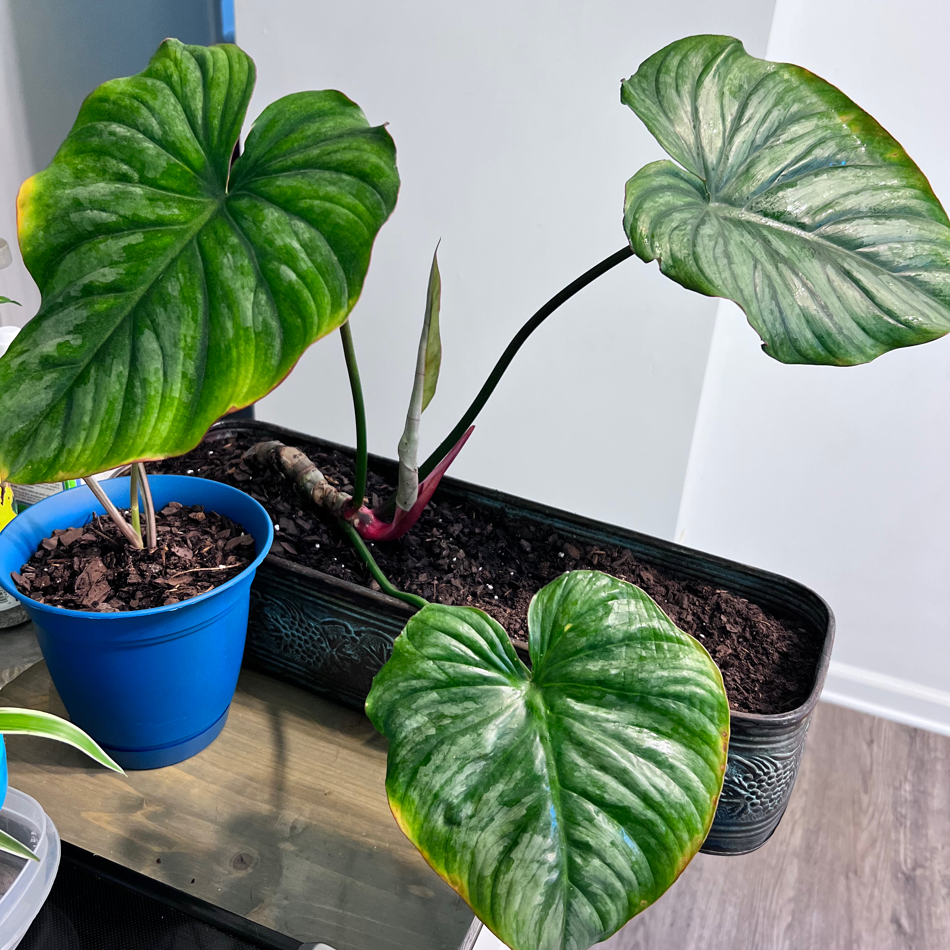 Philodendron mamei plant with large, heart-shaped leaves, some yellowing at edges, potted in soil.