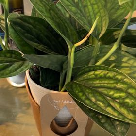 Photo of the plant species Green Galaxy Monstera by @risingphoenix named Dragonia on Greg, the plant care app