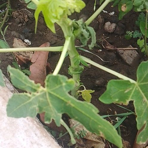 Photo of the plant species Malva Assurgentiflora by @SilkyGollumjade named Treeyoncé on Greg, the plant care app