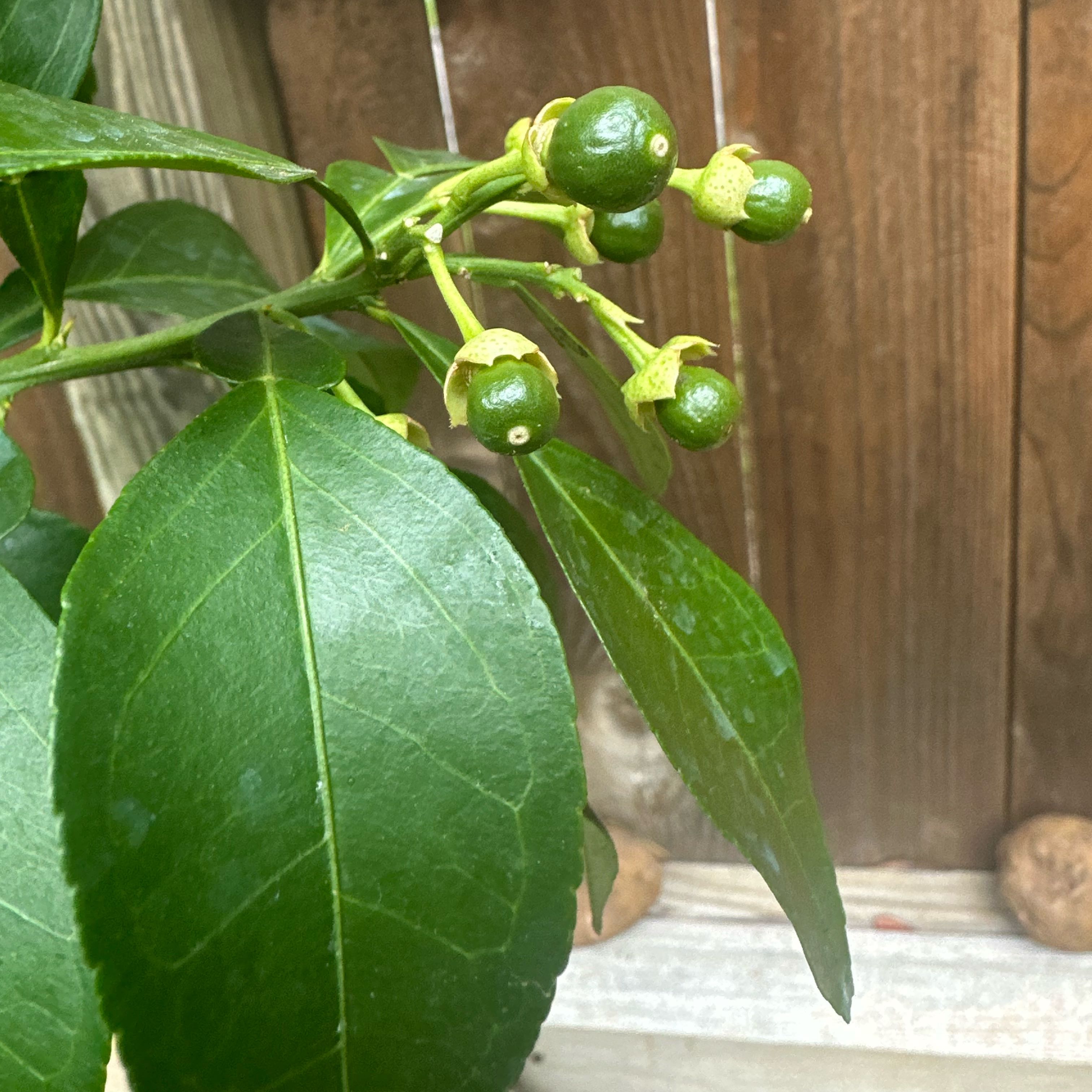 Photo of the plant species Ruby Red Grapefruit Tree by @Excited2Plant named Marilyn on Greg, the plant care app