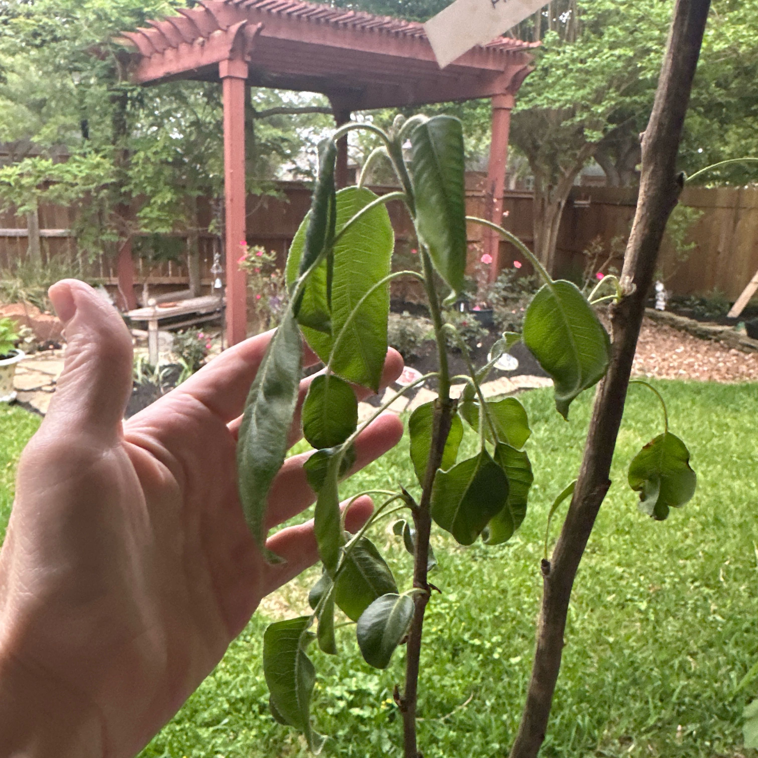 Photo of the plant species Pineapple Pear by @Excited2Plant named Muhammad Ali on Greg, the plant care app