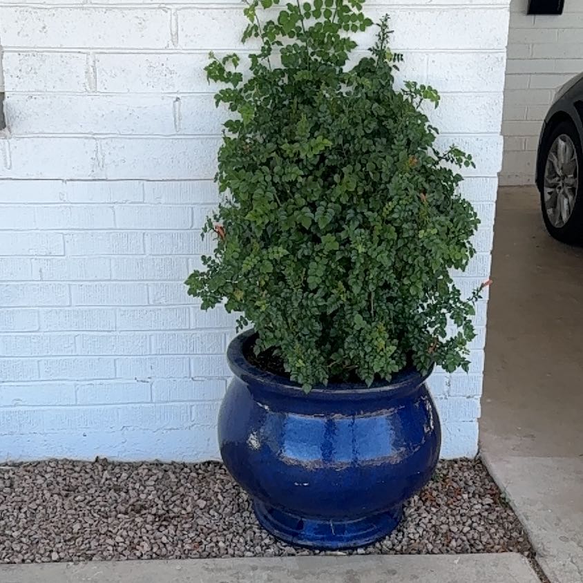 Photo of the plant species Cape Honeysuckle 'Aurea' by @RadHappybean80 named Mollie on Greg, the plant care app