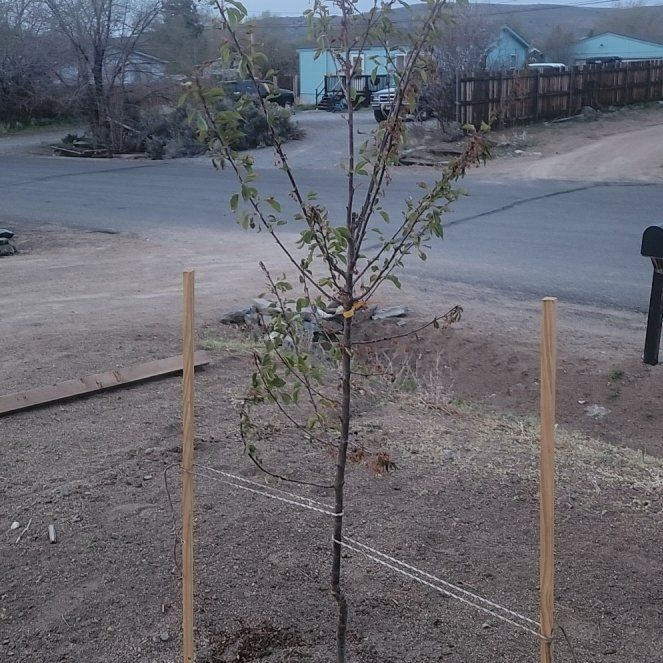 Photo of the plant species Yoshino Cherry 'Akebono' by @EnlivenedChosmo named Akebono on Greg, the plant care app