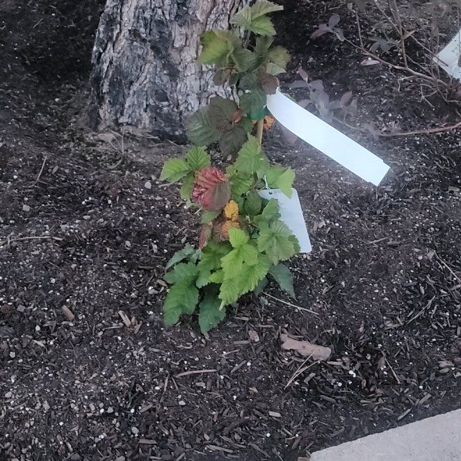 Photo of the plant species Triple Crown Blackberry by @EnlivenedChosmo named Lebron on Greg, the plant care app