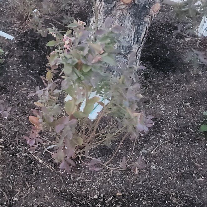 Photo of the plant species Bushel and Berry® Silver Dollar® Blueberry by @EnlivenedChosmo named Foxxy on Greg, the plant care app