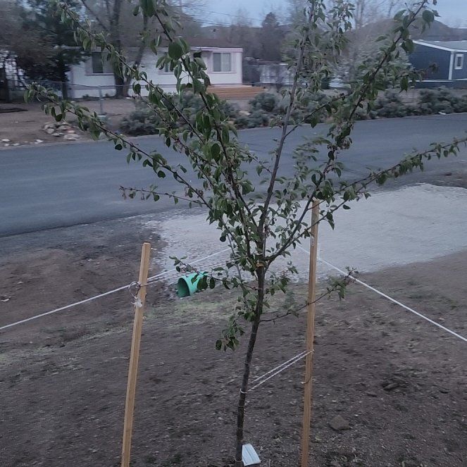 Photo of the plant species Yoshino Cherry by @EnlivenedChosmo named Sanders on Greg, the plant care app