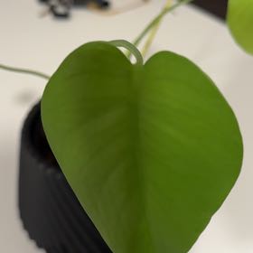 Photo of the plant species tree philodendron by @PoliteCorndaisy named Emerson on Greg, the plant care app