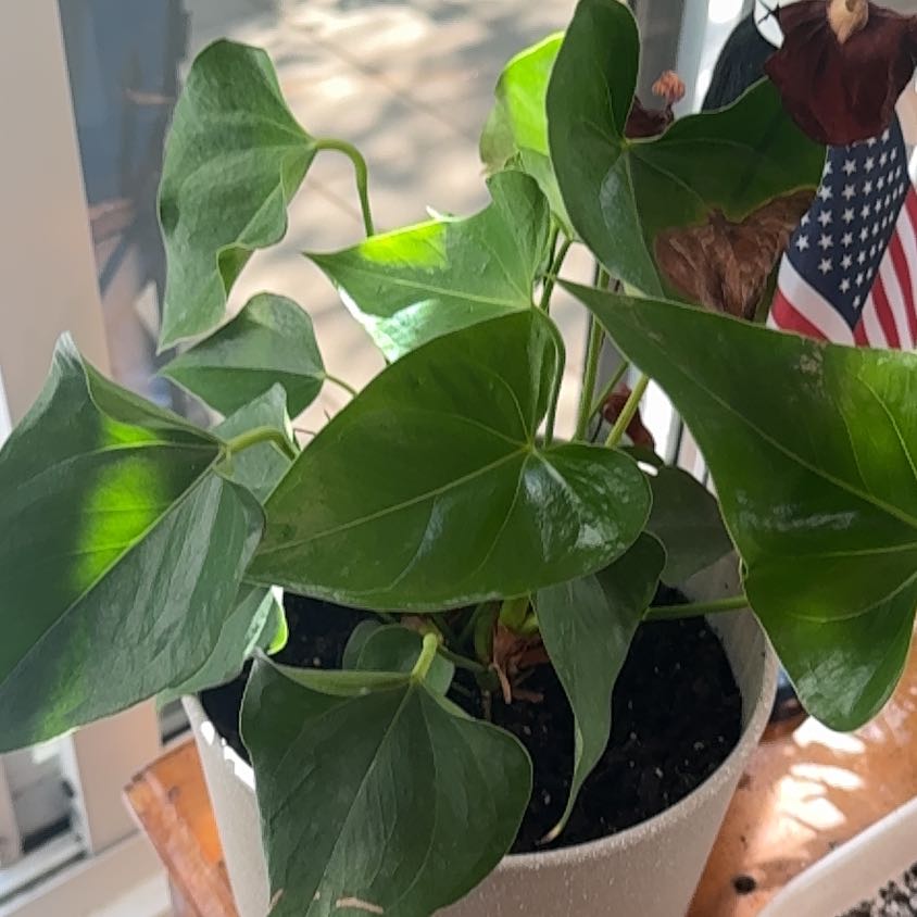 Photo of the plant species Red Anthurium by @PetDeerbrush46 named Winston on Greg, the plant care app