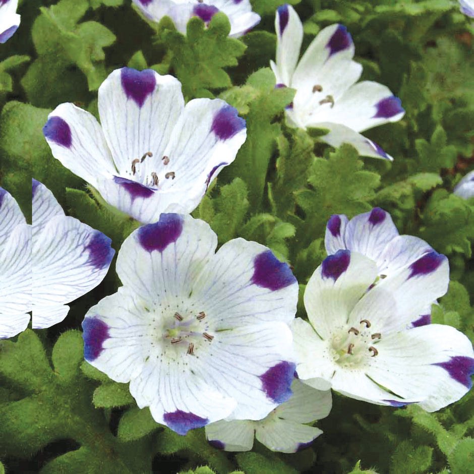 Photo of the plant species Fivespot by @HelpfulGreen61 named 5 spot on Greg, the plant care app