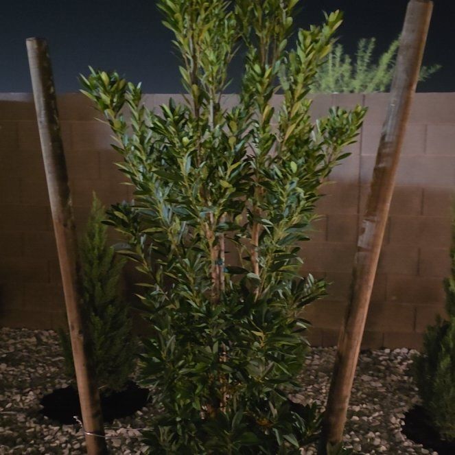 Photo of the plant species japanese blueberry by @RegalWoodfern40 named Delilah on Greg, the plant care app