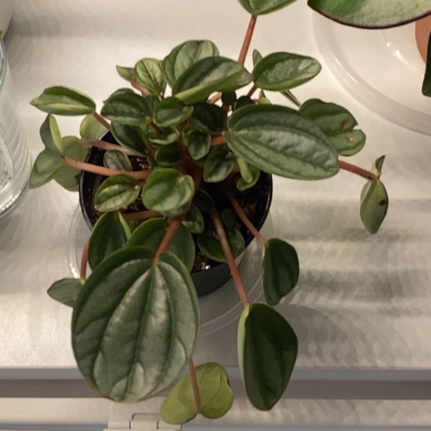 Photo of the plant species Peperomia 'Royal Princess' by @TrueGutweed47 named Peter Parker on Greg, the plant care app