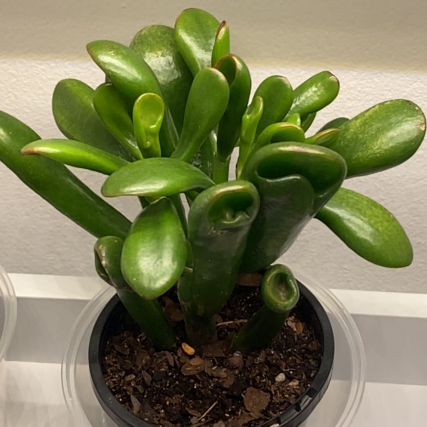 Photo of the plant species Crassula Ovata Ladyfingers by @TrueGutweed47 named Austen on Greg, the plant care app