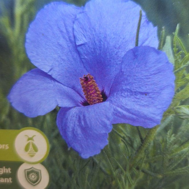 Photo of the plant species Lilac Hibiscus by @FunArugula43 named Pax on Greg, the plant care app