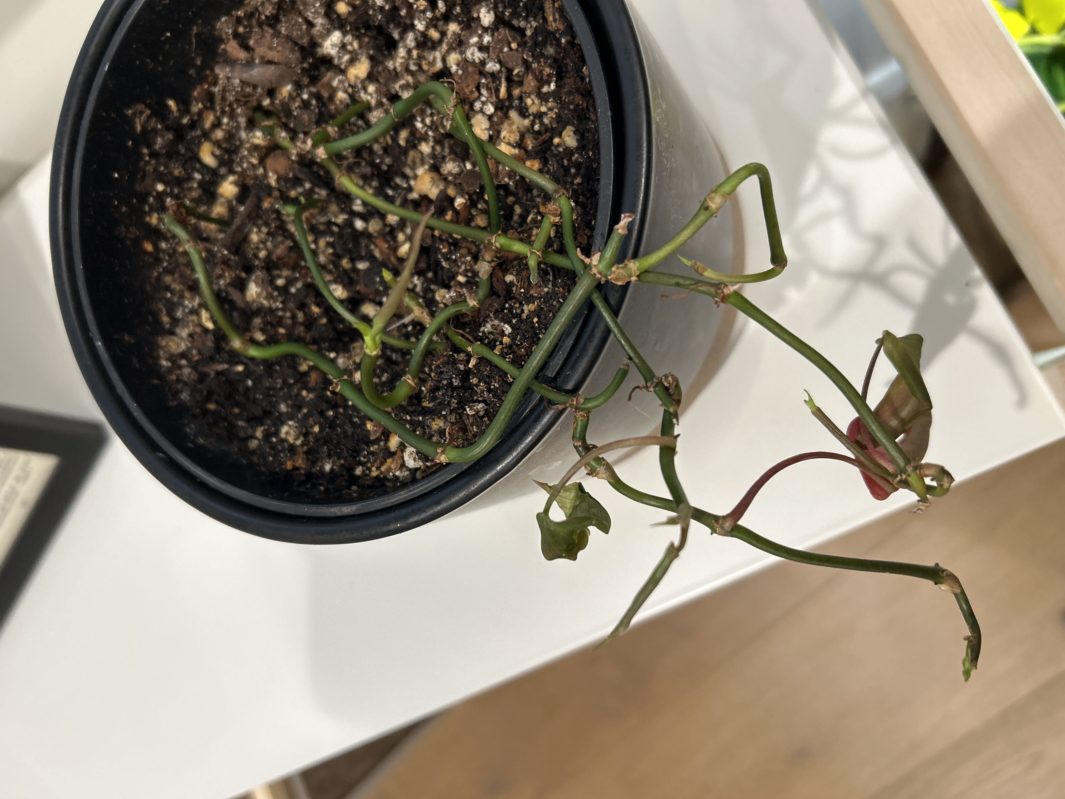 Photo from the post