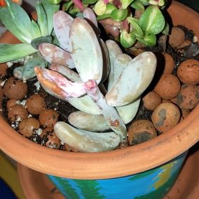 Photo of the plant species Sedum craigii by @CleverZinnia31 named Hemingway on Greg, the plant care app
