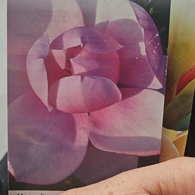 Photo of the plant species Magnolia 'Brixton Belle' by @WhollyOgreears named Darwin on Greg, the plant care app
