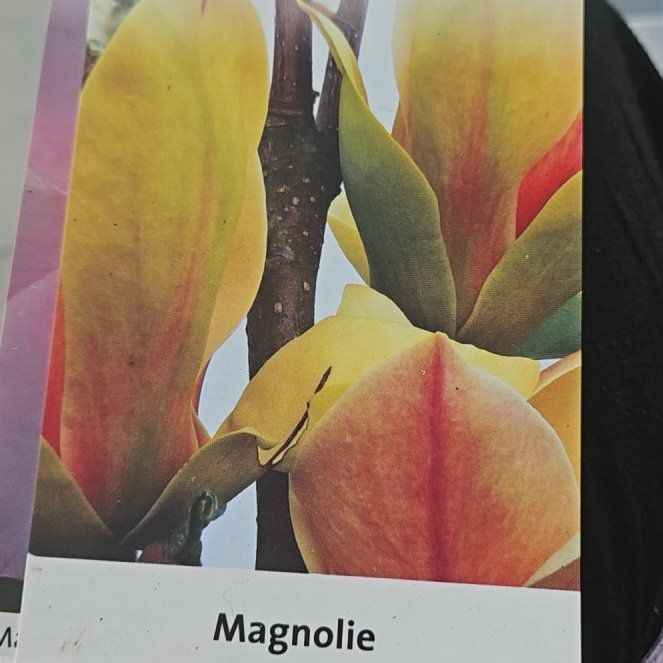 Photo of the plant species Magnolia 'Sunsation' by @WhollyOgreears named Robert Plant on Greg, the plant care app