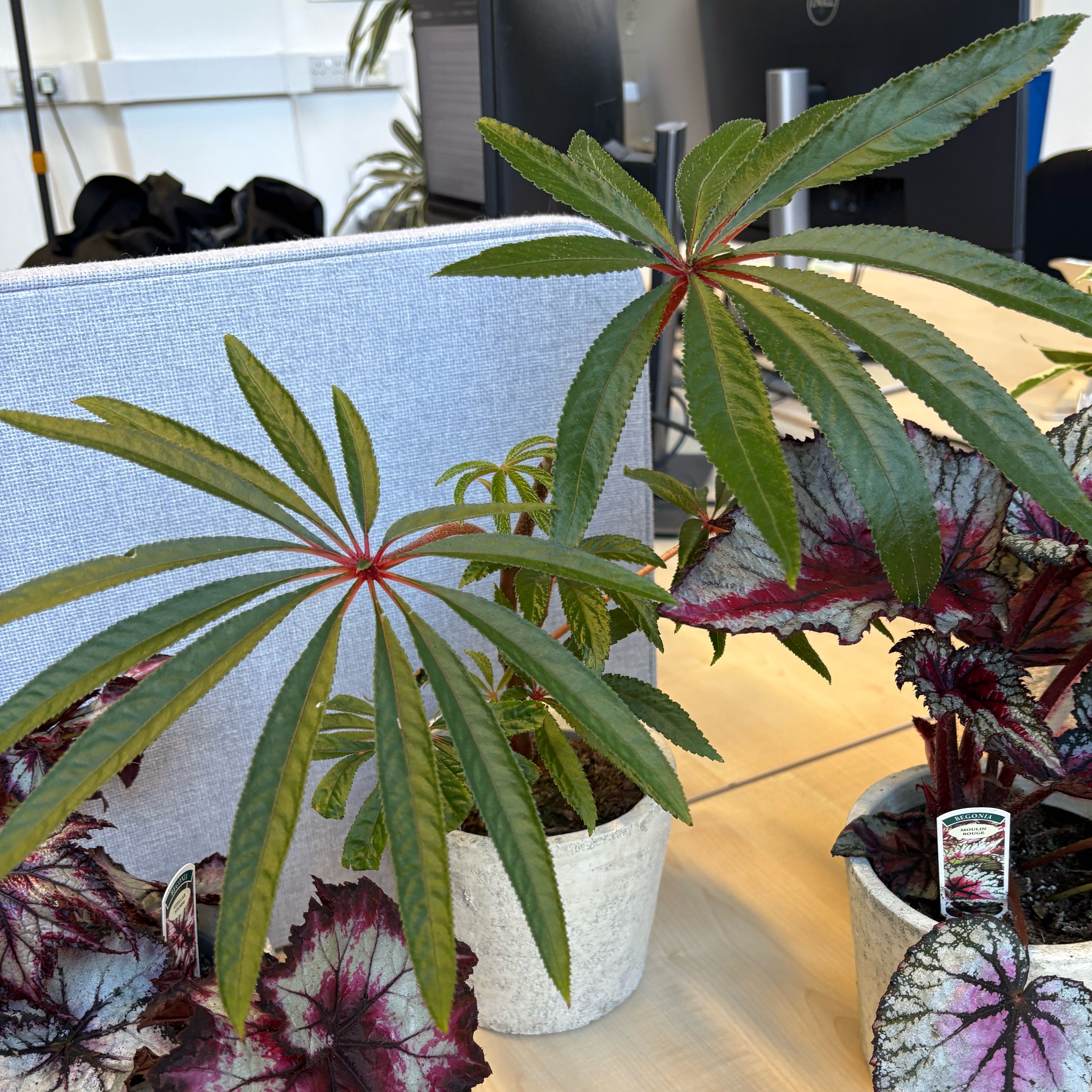 Photo of the plant species Palm Leaf Begonia by @GaietyBluegrama named Coco on Greg, the plant care app