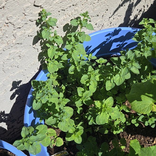 Photo of the plant species Greek Oregano by @AmusingFlax named Kylie on Greg, the plant care app