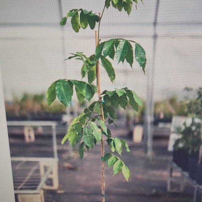 Photo of the plant species Ice Cream Bean tree by @JollyPinetree92 named Ice Cream Bean on Greg, the plant care app