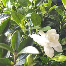 Photo of the plant species Gardenia 'Jubilation' by @BigwigHappyleaf named Tolkien on Greg, the plant care app