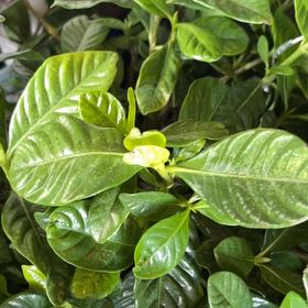 Photo of the plant species Everblooming Gardenia by @BigwigHappyleaf named Fernie Mac on Greg, the plant care app