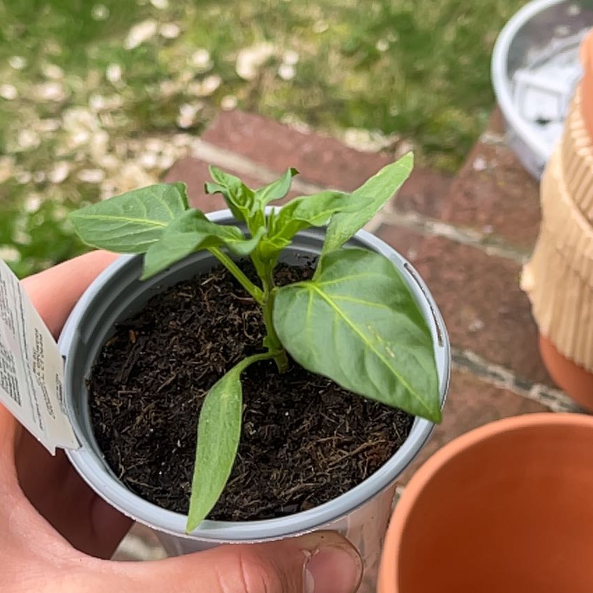 Photo of the plant species Hungarian Hot Wax Pepper by @KeyKanna29 named Beckham on Greg, the plant care app