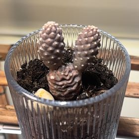 Photo of the plant species Pine Cone Cactus by @ActualMymumrose named Jimmy on Greg, the plant care app