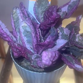 Photo of the plant species Snow White Waffle Plant by @ActualMymumrose named Gaga on Greg, the plant care app