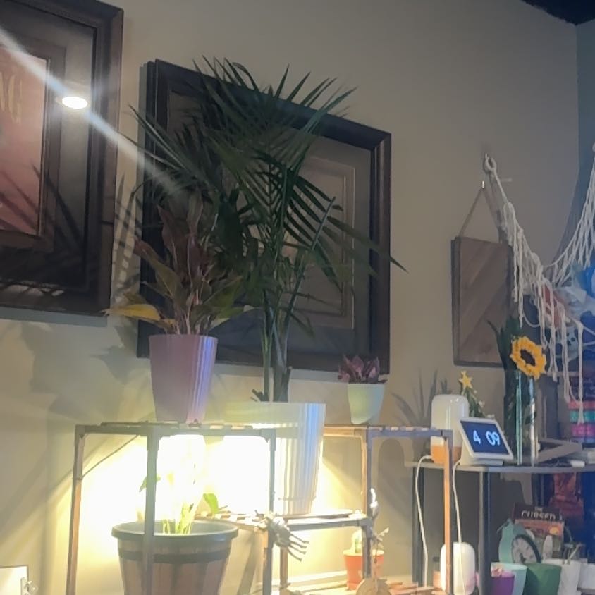 Photo of the plant species Majesty Palm by @ActualMymumrose named Elizabeth on Greg, the plant care app