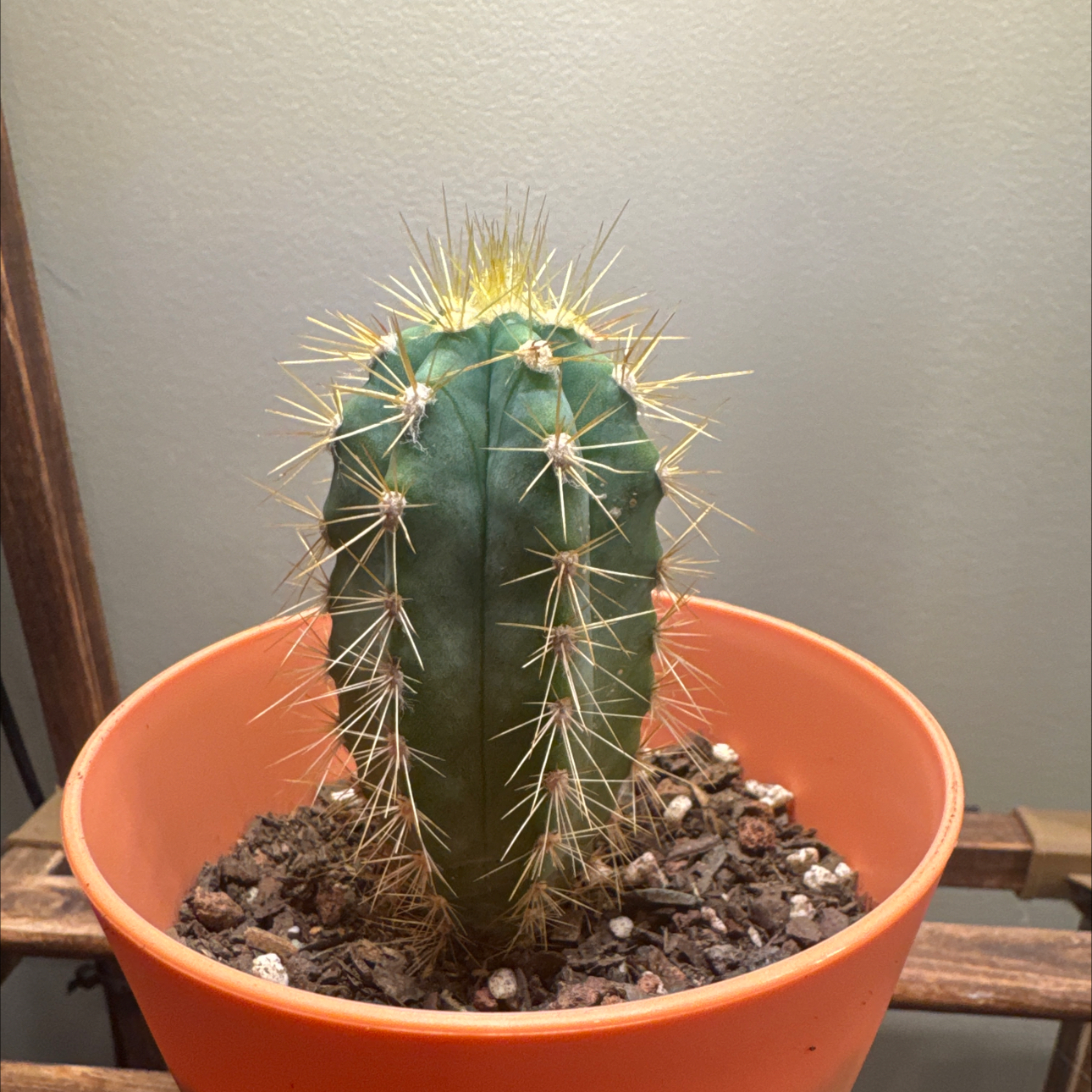 Photo of the plant species Blue Torch Cactus by @ActualMymumrose named Eduardo on Greg, the plant care app