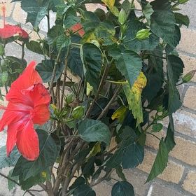 Plant care for braided willow on Greg, the plant care app