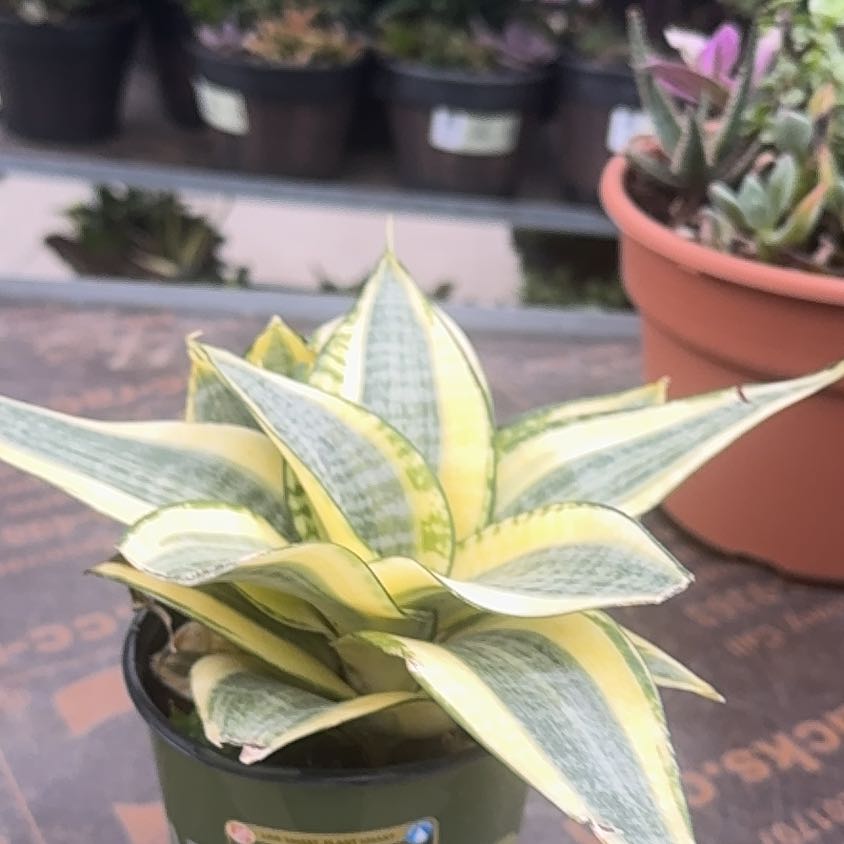Photo of the plant species Sansevieria trifasciata 'Hahnii Golden' by @EnticingMoss named Gaga on Greg, the plant care app