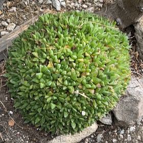 Photo of the plant species Livelong Saxifrage by @SeamlessPurei16 named Leaf Erickson on Greg, the plant care app