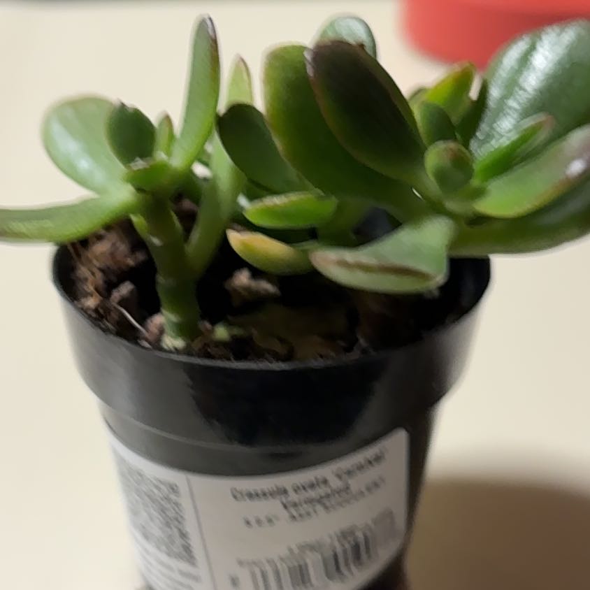 Photo of the plant species Carnival Variegata Jade by @FinestCowpea73 named James on Greg, the plant care app
