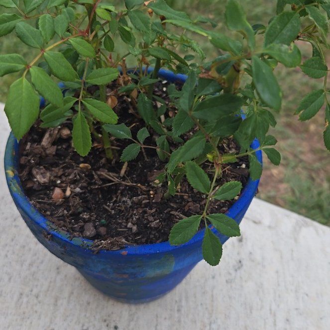 Photo of the plant species Small-Leaved Sweet Briar by @PrettyGabisan15 named Liam on Greg, the plant care app