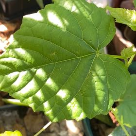 Photo of the plant species False Grape by @HotLuscious97 named Winston on Greg, the plant care app