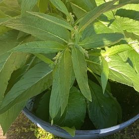 Photo of the plant species Common Comfrey by @HotLuscious97 named Beyonce on Greg, the plant care app