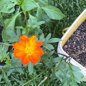 Photo of the plant species Sulphur Cosmos by @HotLuscious97 named Rosa on Greg, the plant care app