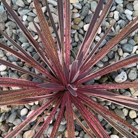 Photo of the plant species Narrow Leaf Century Plant by @SassyWorm21 named Xena on Greg, the plant care app