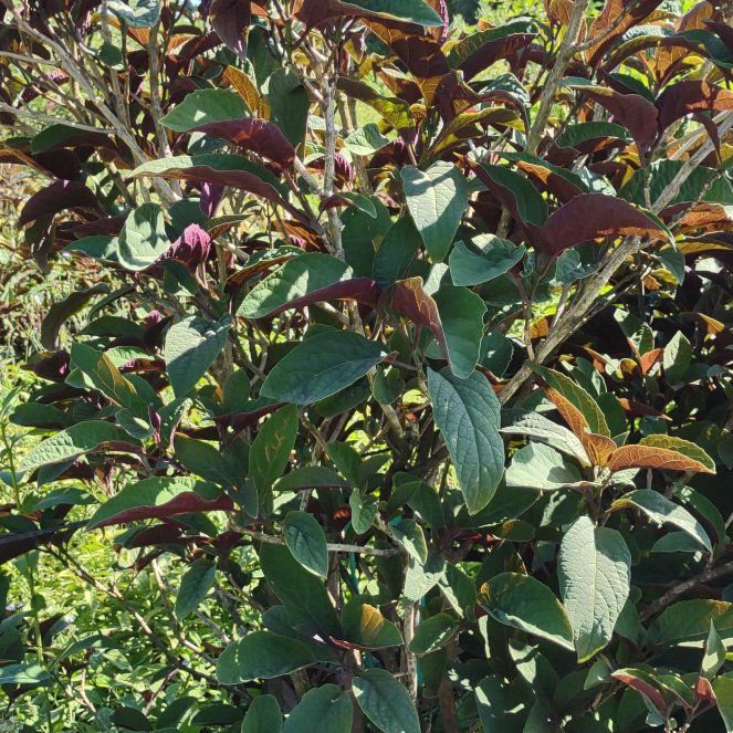 Photo of the plant species Philippine Glorybower by @YesShamrock81 named Gomez on Greg, the plant care app